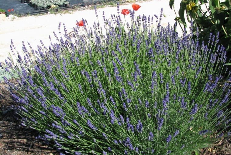 Lavande à fleurs foncées « Hidcote Blue », Lavandula angustifolia « Hidcote Blue »