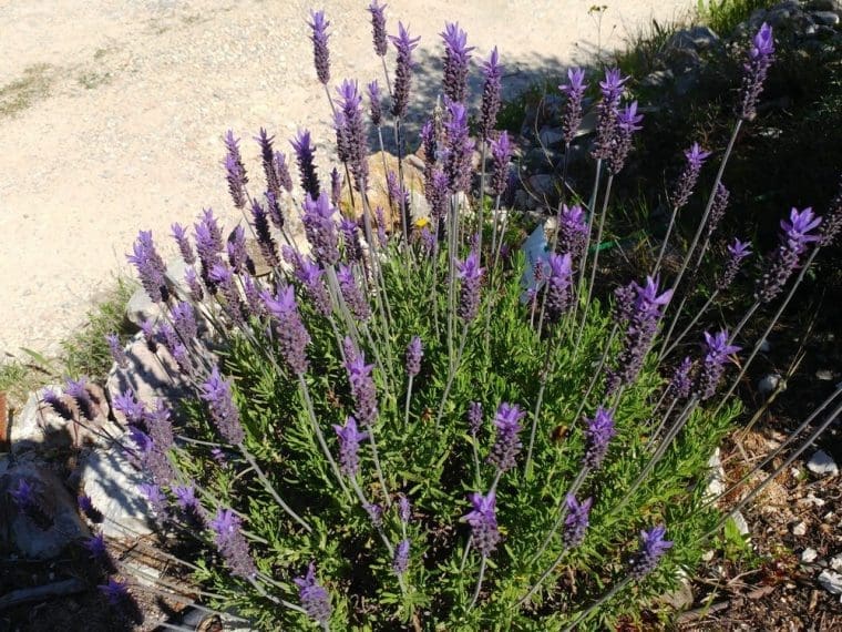 Lavande anglaise, Lavandula dentata « Royal Crown »