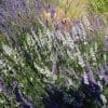 lavande blanche et violette en fleurs