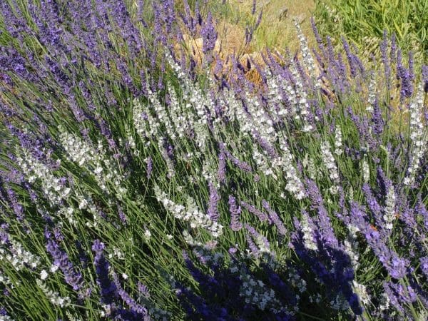 lavande blanche et violette en fleurs