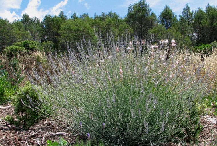 Lavandin « Dutch », Lavandula x intermedia « Dutch »