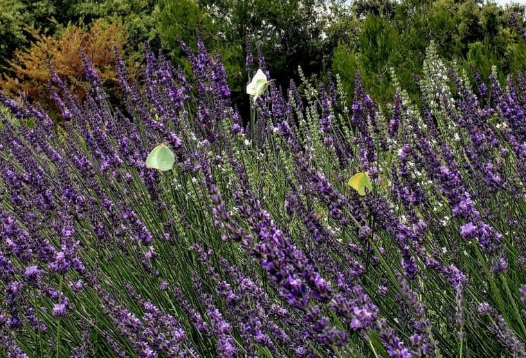 Lavandin « Grosso », Lavandula  x intermedia « Grosso »