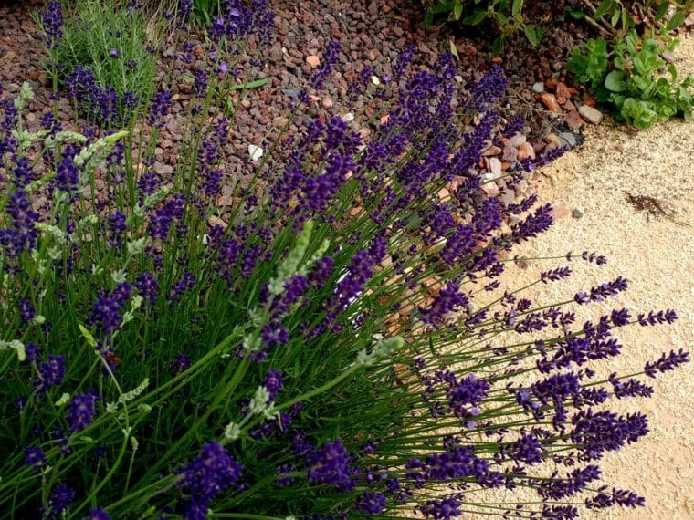 Lavandula angustifolia « Jean Ferrat »
