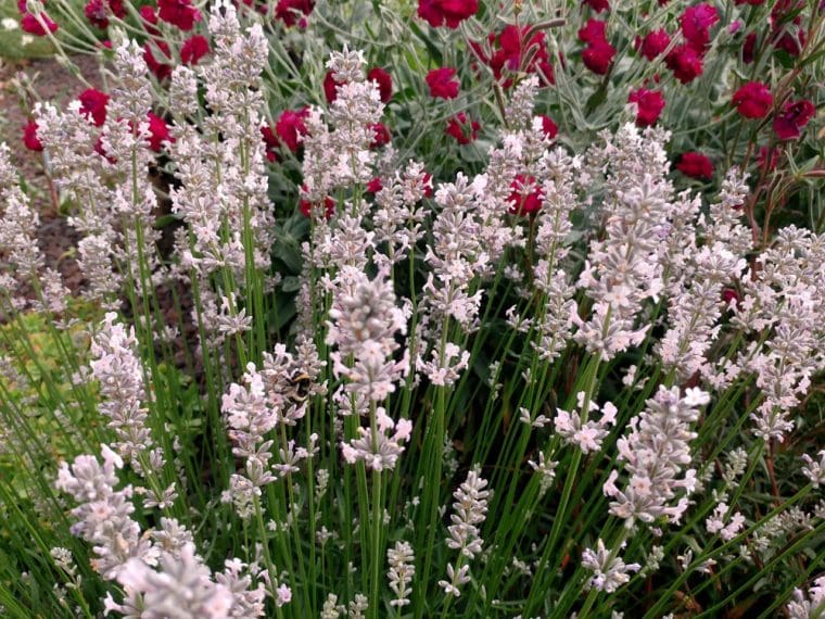 Lavandula angustifolia « Miss Katherine »