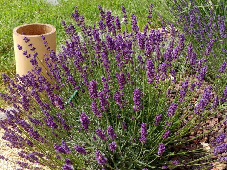Lavandula angustifolia « Peter Pan »