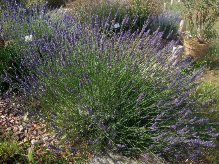 Lavandula  x intermedia « Abrials »