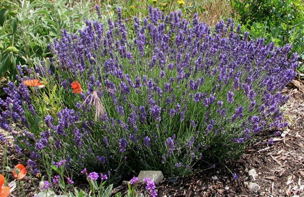 Recettes de traitement par les plantes