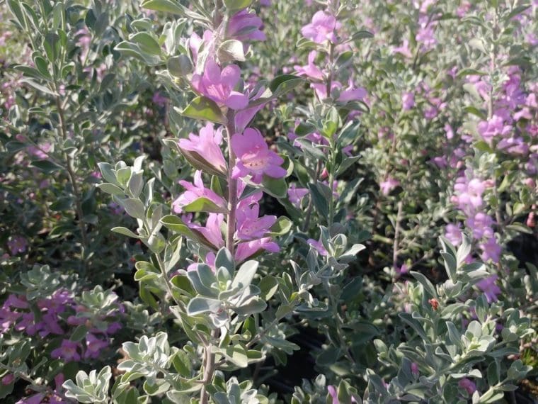Leucophyllum frutescens, Sauge de Désert rose