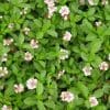 Lippia nodiflora, un alternatif au gazon à feuilles vertes et fleurs blanches