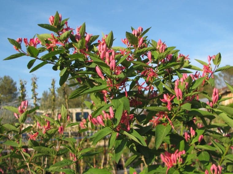 Lonicera tatarica « Arnold Red »