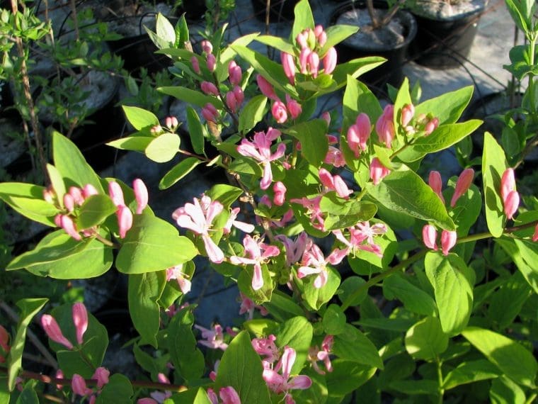 Lonicera tatarica « Rose »
