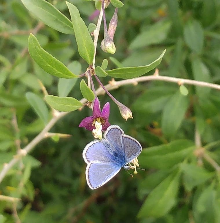 Lycium barbarum New Big, Baie de Goji New Big