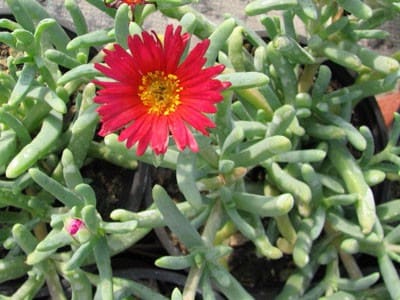 malephora
