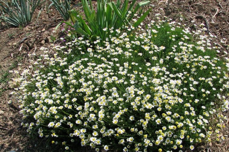 Matricaria tchihatchewii