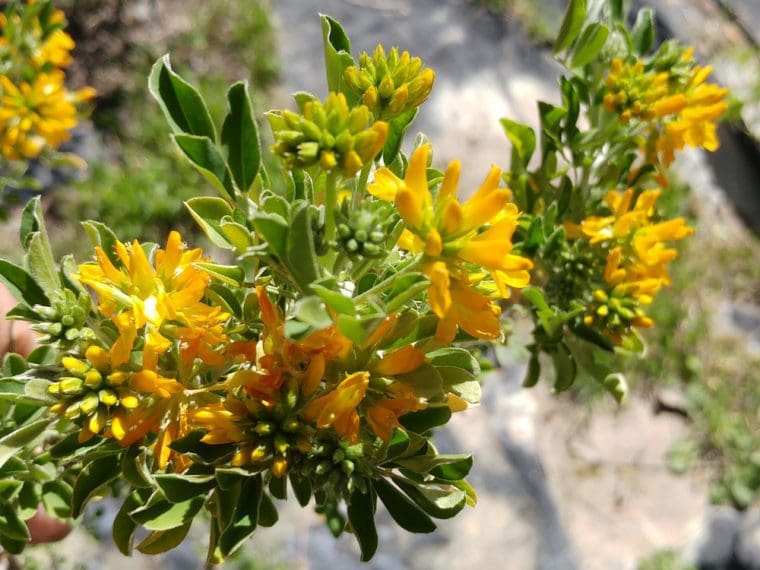 Medicago arborescens, luzerne arbustive