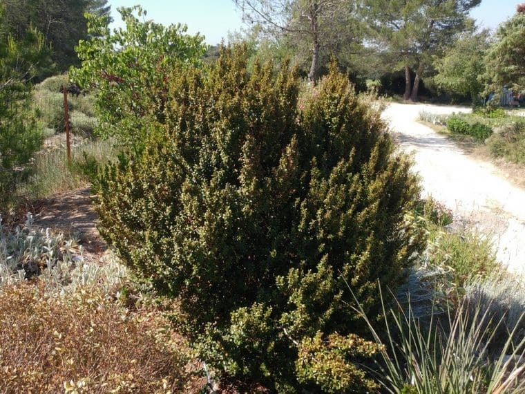 Myrsine africana