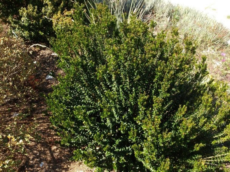 Myrte tarentine, Myrthus communis tarentina