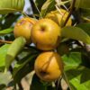 Nashi Hayatama poire japonaise