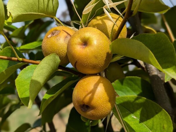 Nashi Hayatama poire japonaise