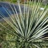 Nolina nelsonii
