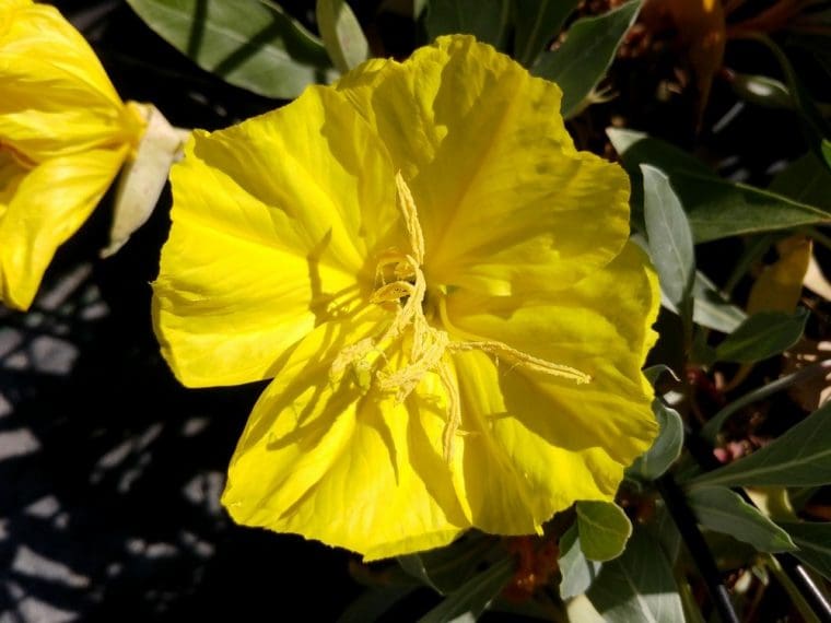 Oenothera macrocarpa incana