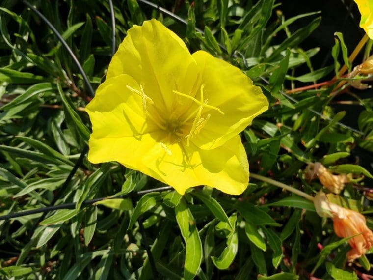 Oenothera macrocarpa, Oenothera missouriensis