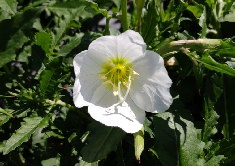 Oenothera speciosa « Alba », Onagre blanche