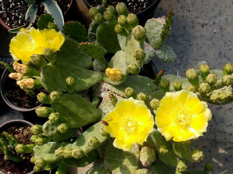 Opuntia humifosa