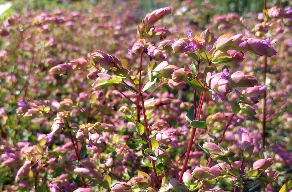 Origan « Bristol Cross », Origanum « Bristol Cross »