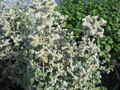 Origan de Syrie Zaatar