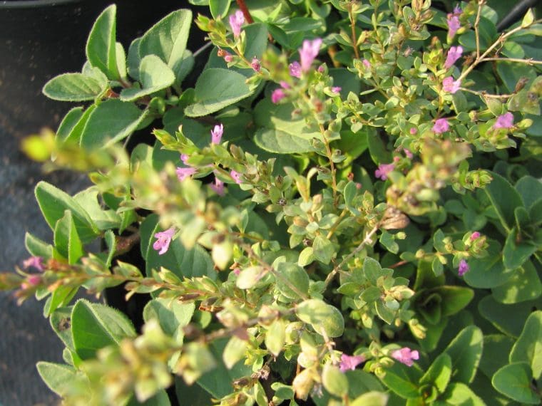 Origan « Hopley’s, Origanum laevigatum  « Hopley’s »