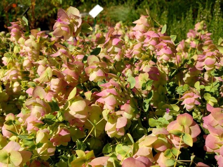 Origan « Kent’s Beauty », Origanum « Kent’s Beauty »