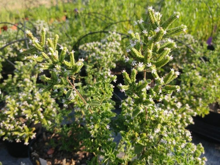 Origanum majorana, Marjolaine commun