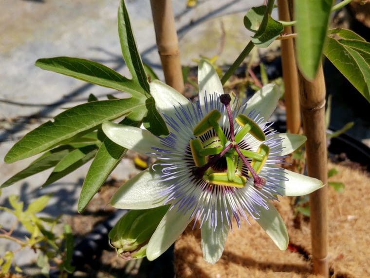 Passiflora caerulea, Fleur de la Passion
