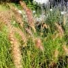 PENNISETUM