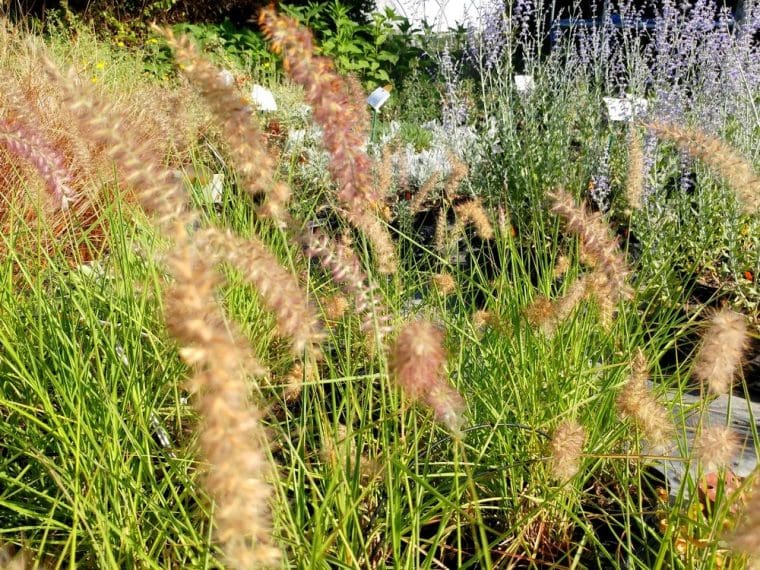 Pennisetum orientale « Karley Rose »