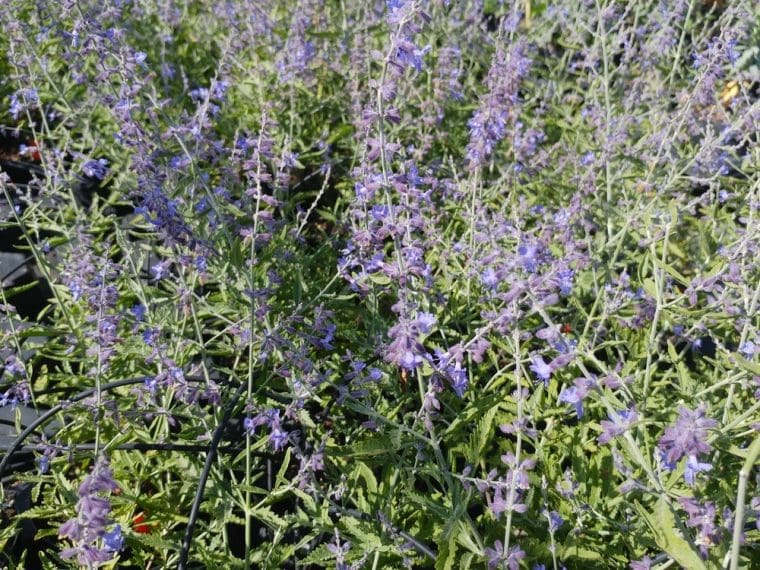 Perovskia atriplicifolia « Crazy Blue »