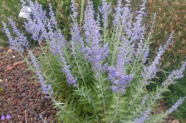 Perovskia atriplicifolia « Lacey Blue »