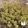 Phlomis
