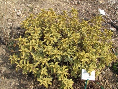 Phlomis