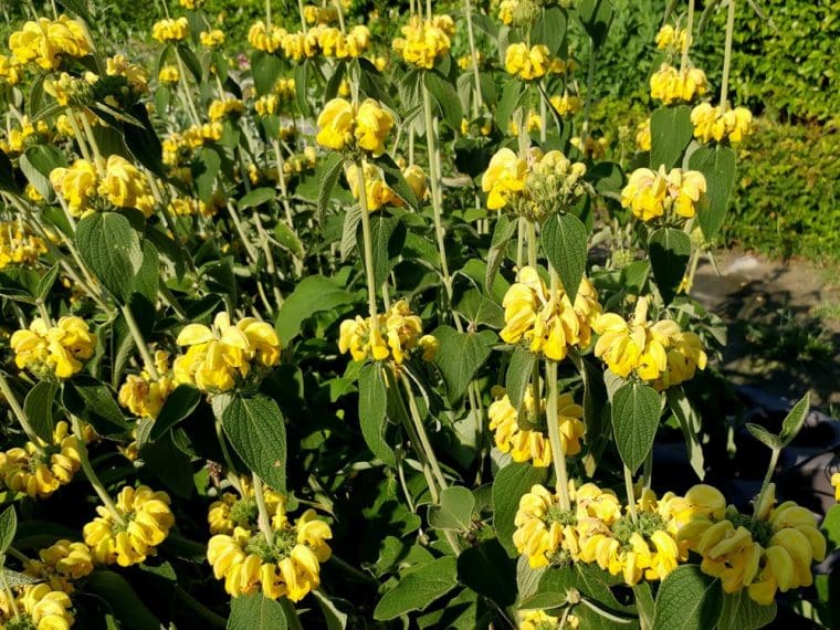 Phlomis « Edward Bowles »