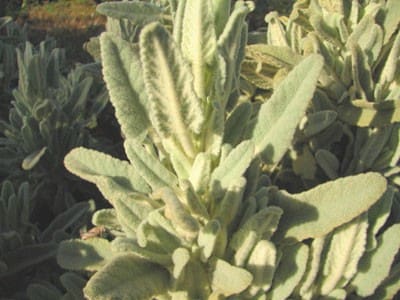 phlomis rose phlomis italica