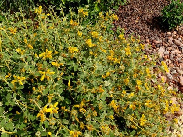 phlomis nain phlomis lanata