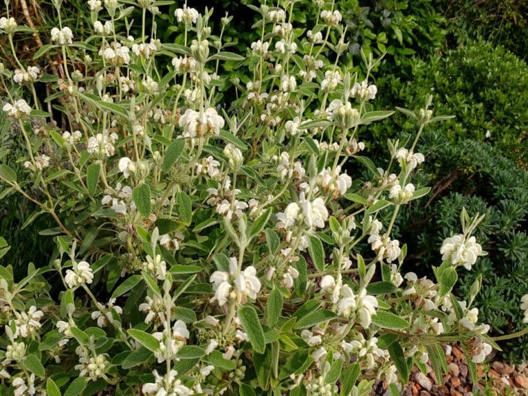 Phlomis purpurea « Alba », Sauge de Jerusalem blanche
