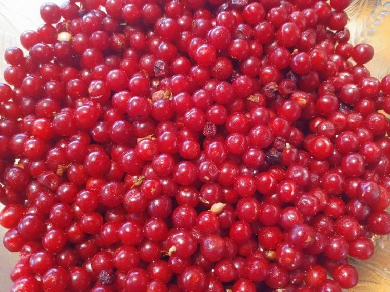 Prunus tomentosa, Ragouminier