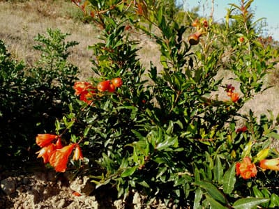 L’arrosage des grenadiers à fruits