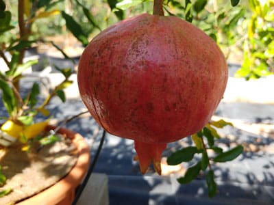 Comment choisir son grenadier à fruit