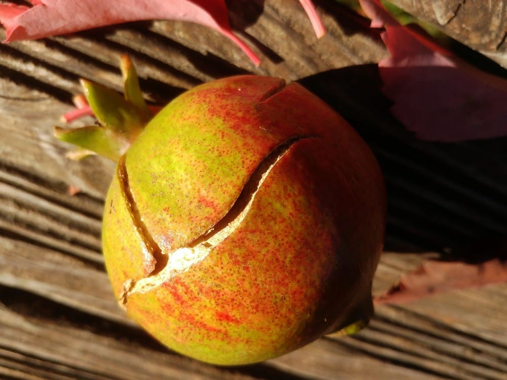 Résistance au froid de nos grenadiers à fruits