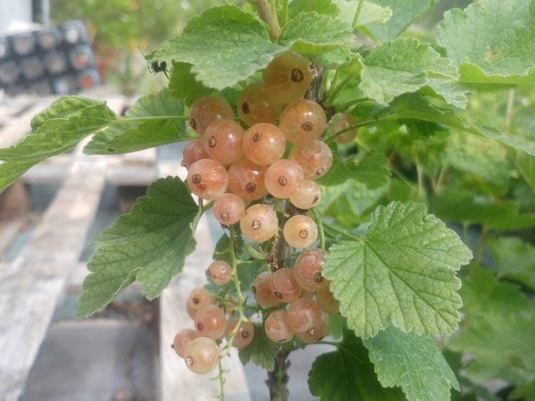 Ribes  rubrum « Versailles », Groseiller blanc « Versailles »