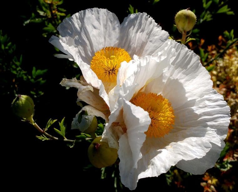 Romneya coulteri